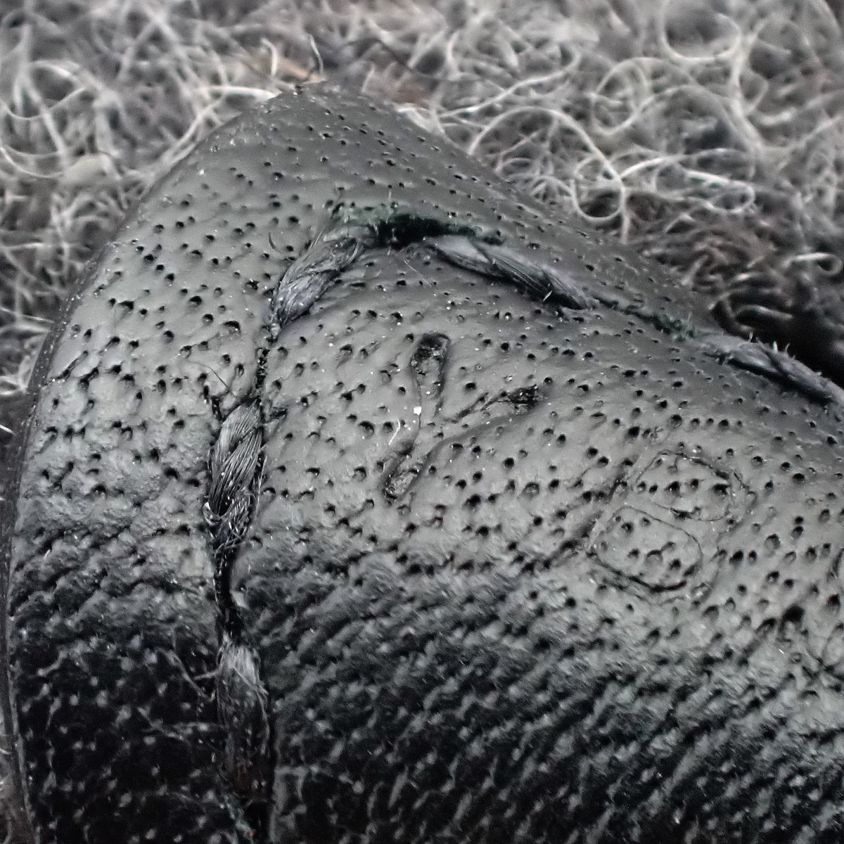 伊芙琳-亚马逊 TPM - 7